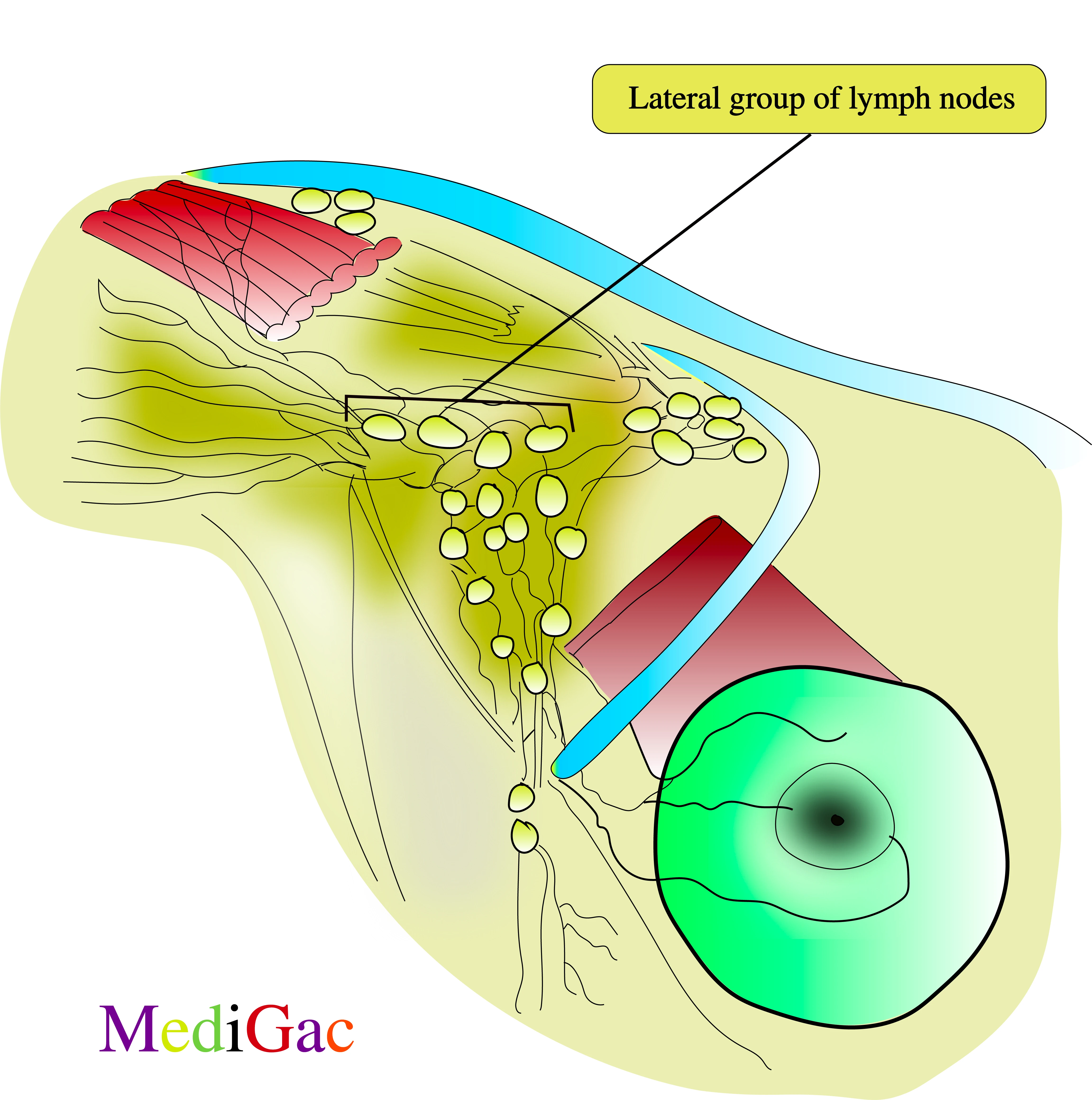 Lateral lymph nodes